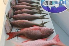 Bottom-Fishing-17