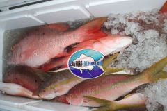 Bottom-Fishing-2