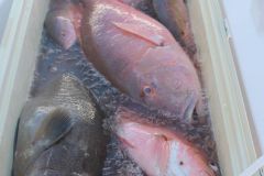 Bottom-Fishing-20