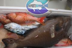 Bottom-Fishing-22