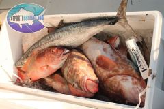 Bottom-Fishing-24