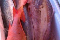 Bottom-Fishing-27