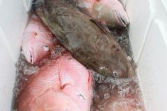 Bottom-Fishing-28