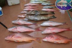 Bottom-Fishing-29