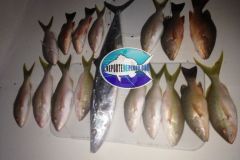 Bottom-Fishing-3