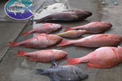Bottom-Fishing-30