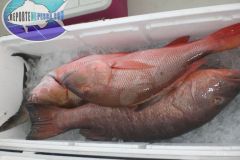 Bottom-Fishing-31