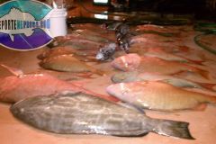 Bottom-Fishing-32
