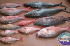 Bottom-Fishing-33