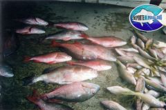 Bottom-Fishing-36
