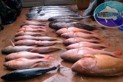 Bottom-Fishing-38