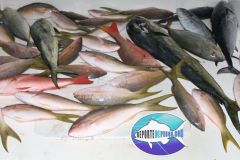 Bottom-Fishing-4