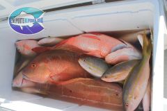 Bottom-Fishing-6