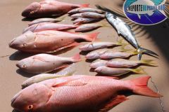 Bottom-Fishing-7