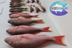 Bottom-Fishing-8