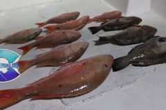 Bottom-Fishing