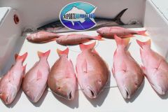 Mutton-Snappers-1