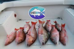 Mutton-Snappers
