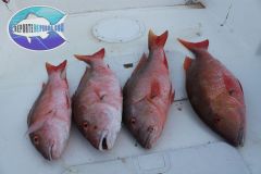 Pargos