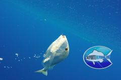 Porgy