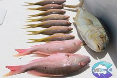 Reef-Fishing-1