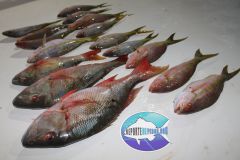 Reef-Fishing-2