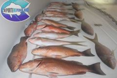 Snappers