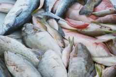 Drift-Fishing-12