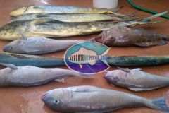 Drift-Fishing-15