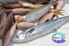 Drift-Fishing-2
