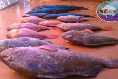Drift-Fishing-22
