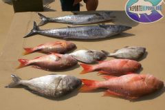 Drift-Fishing-24