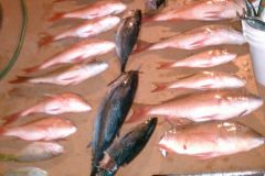 Drift-Fishing-28