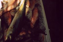 Drift-Fishing-29