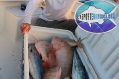 Drift-Fishing-5