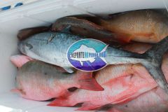 Drift-Fishing-9