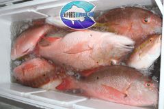 Mutton-Snappers