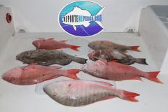 Pesca-al-garete