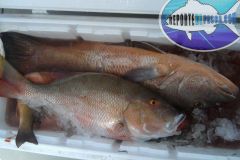 Snappers