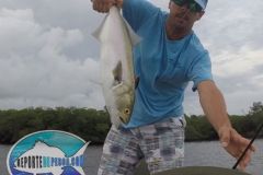 Bluefish