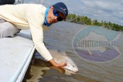 Corvina