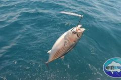 Atlantic-Bonito-1