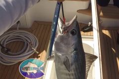 Atlantic-Bonito