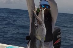 Barracuda