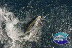 Blackfin-Tuna