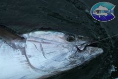 Blue-Fin-Tuna