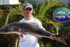 Cobia