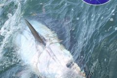 Giant-Blufin-Tuna