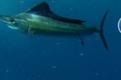 Sailfish