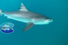 Tiger-Shark-1